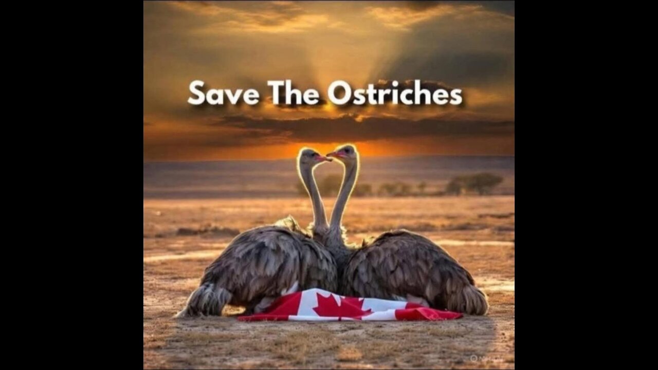 Save Our Ostriches