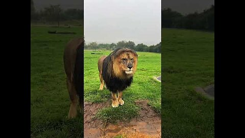 Big cats are still cats