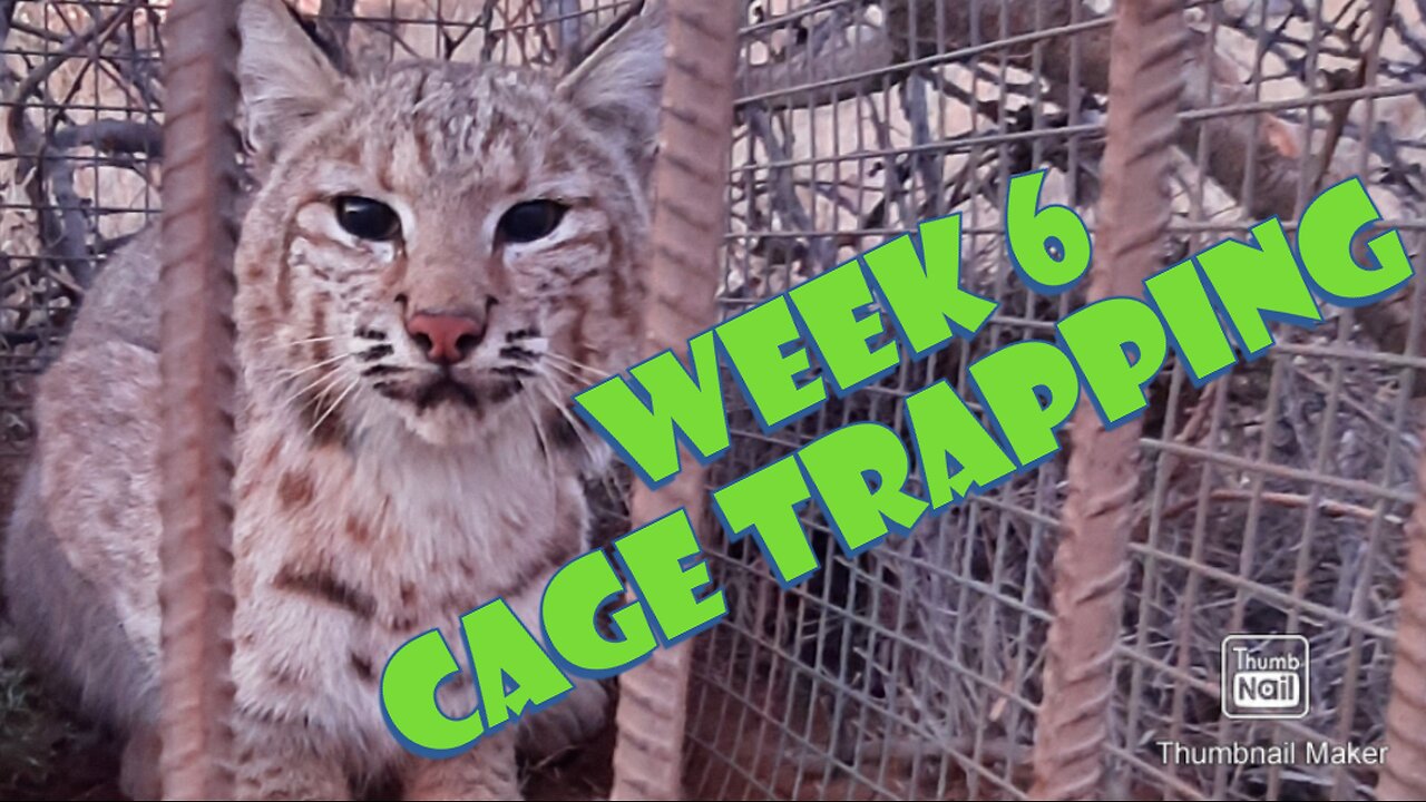 Cage Trapping with Outdoor Mike Week 6! Can you say DOUBLE TROUBLE?