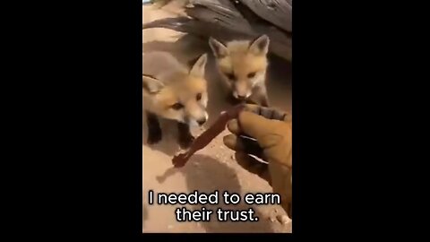 Fox Family in Serious Trouble