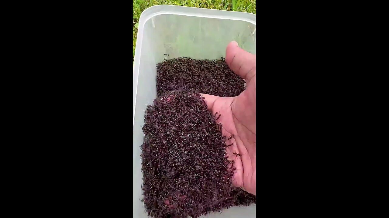 Small To Big Transformation Animal