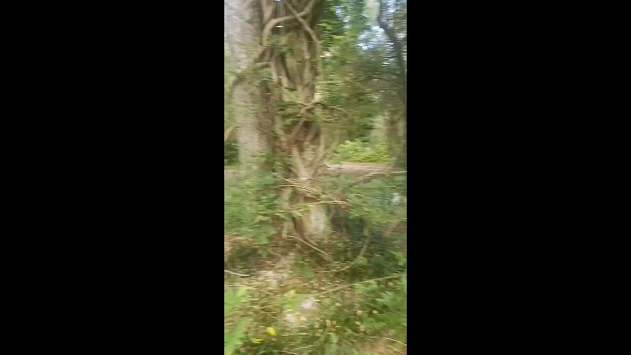 Mr Handsome Kitty Cat Frolicking in the Wild