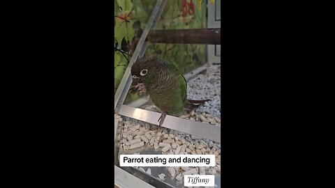 Amazon Parrot