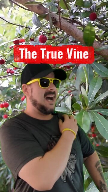 The True Vine #Jesus #pruning #fruit #growth #news