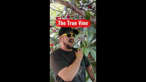 The True Vine #Jesus #pruning #fruit #growth #news