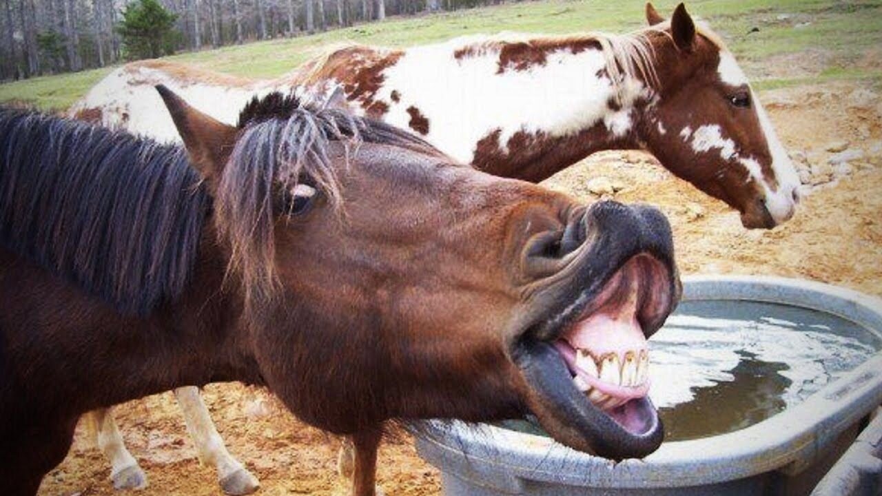 HILARIOUS Horse Moments That Will MAKE You LAUGH!