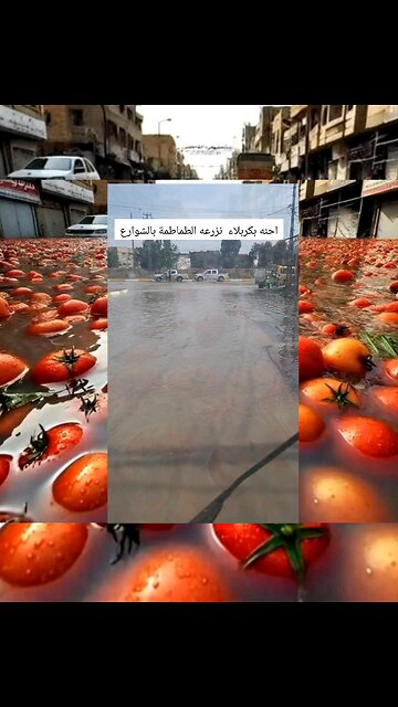 زراعة الطماطة