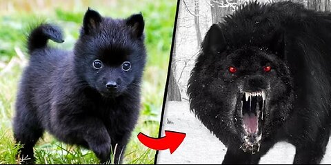 Before & After Animals Growing Up. 🤤| Animal Transformation Amazing