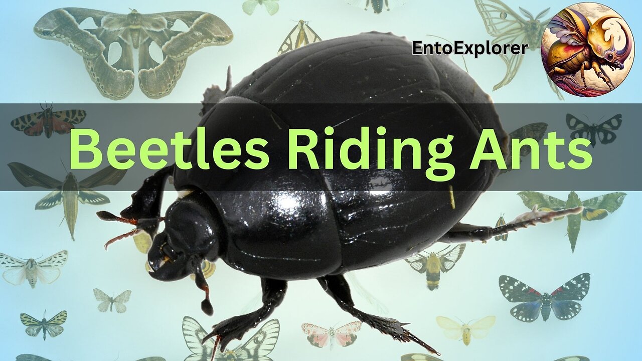 Ancient Beetles Riding on Ant Mounts