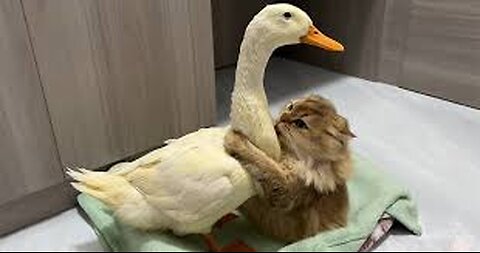 A love story between cat and Duck ❤️