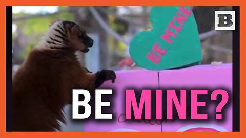 Be Mine? Phoenix Zoo Animals Enjoy Valentine's Day Treats