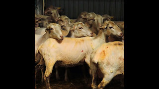 Oficios en peligro: la lucha de la tradición en España