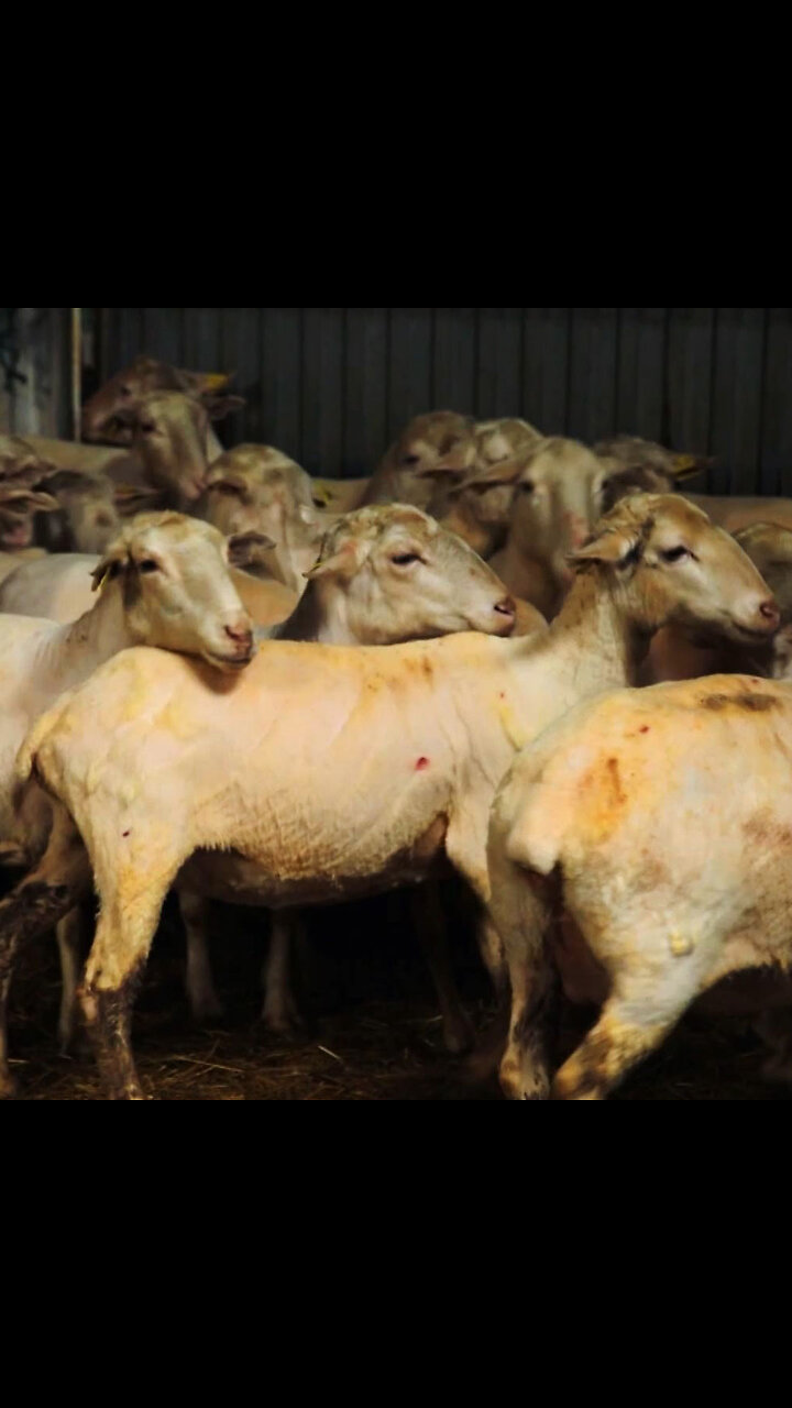 Oficios en peligro: la lucha de la tradición en España