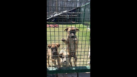 CUTE STREET DOGS