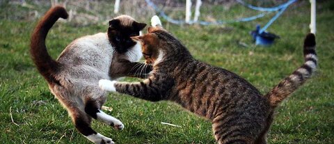 🌟 Welcome to the world of the cutest cats! 🐾 Part 16