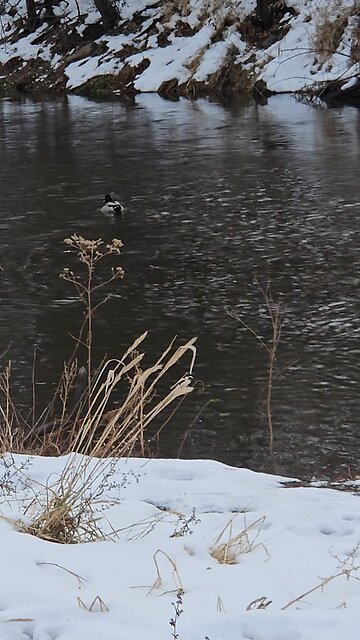 One Pair of Cold Ducks