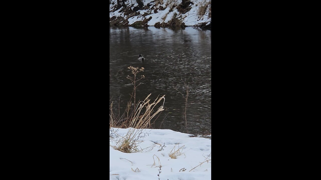 One Pair of Cold Ducks