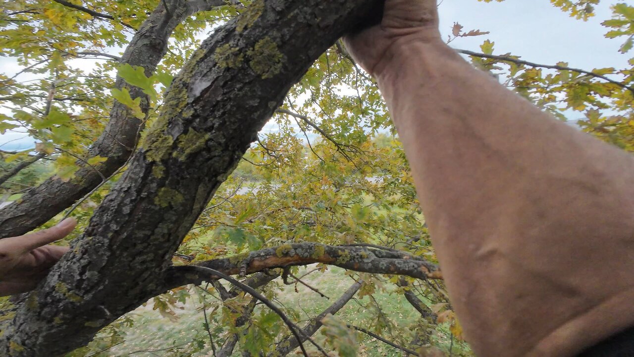 Treeclimbing, 23.10.2025 [A] Donauinsel