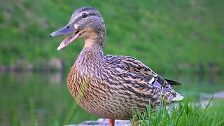 Mallard Duck Hen Quacks "Hello!" and "Goodbye!"