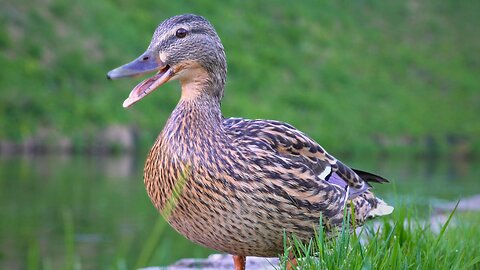 Mallard Duck Hen Quacks "Hello!" and "Goodbye!"