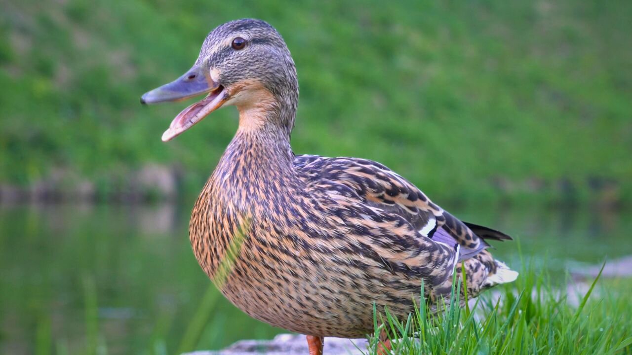 Mallard Duck Hen Quacks "Hello!" and "Goodbye!"