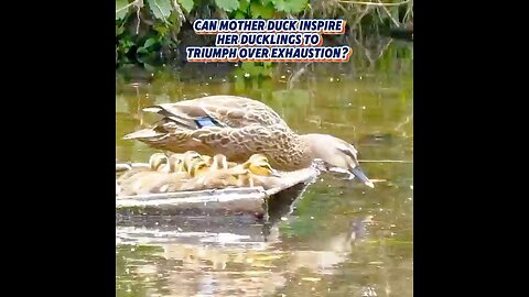 Can Mother Duck Inspire Her Ducklings to Triumph Over Exhaustion?