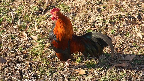 Trotting Chickens