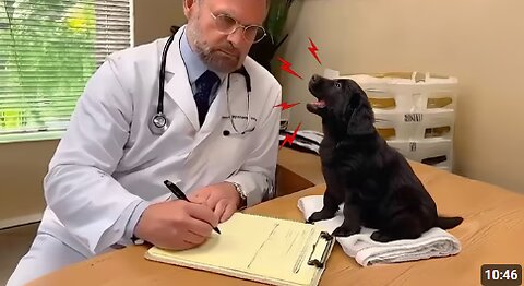 Adorable Dogs Think The Vet Needs The Check up 🤣 Funniest Dog Reactions