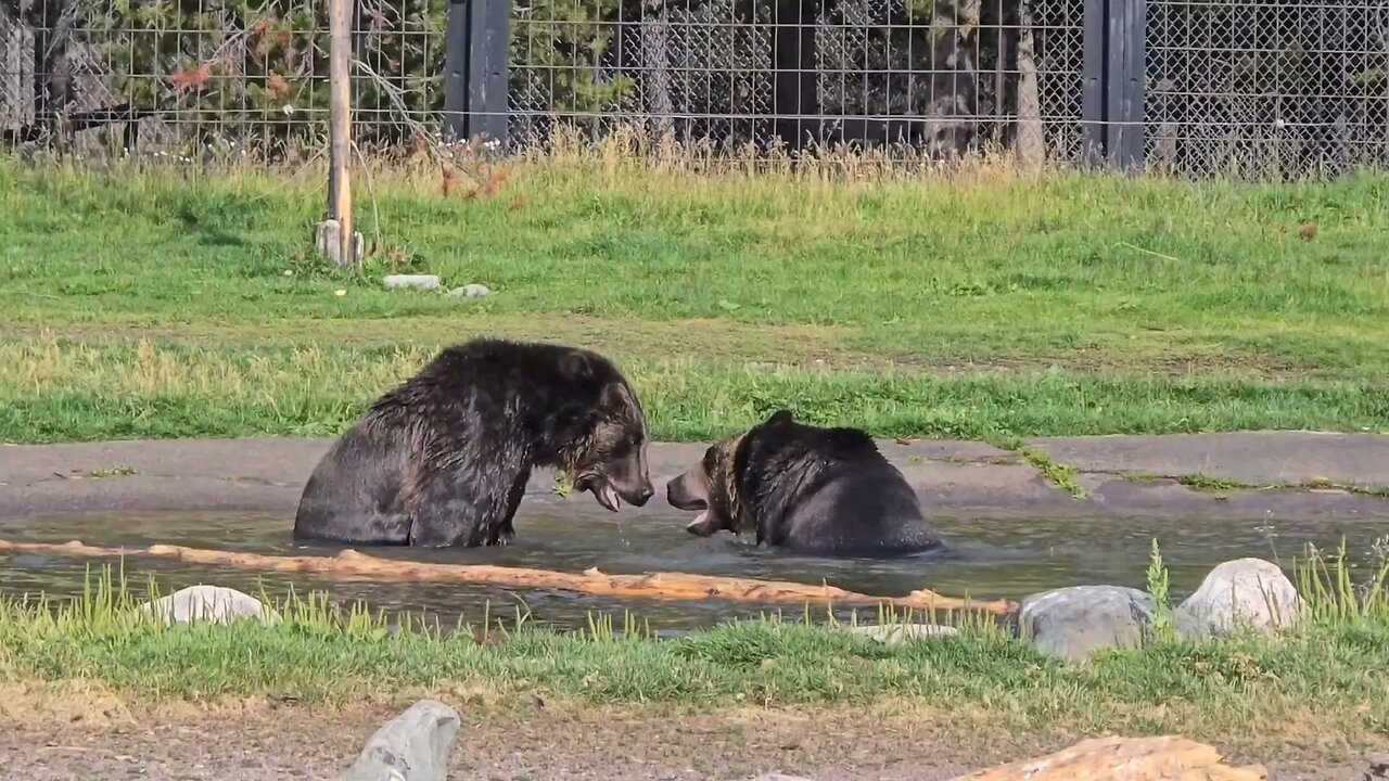 Grizzly Bear Sisters- Seeley & Condi - Grizzly & Wolf Discovery Center