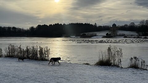 06/01/26 trail run with molly and willow
