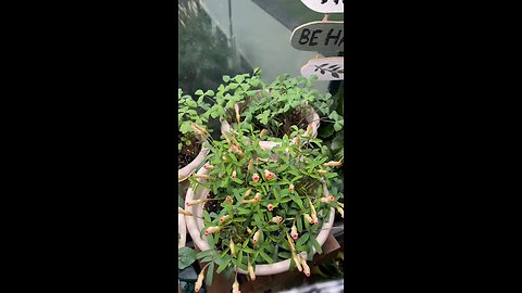 A timelapse of pink Oxalis flowers slowly waking and blooming