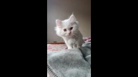 Cute cat