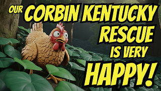Another Chicken Rescue And Assimilation SUCCESS!
