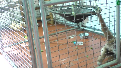 Monty swinging around in circles