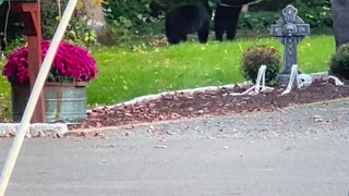 😂🐻 The CUTEST Bears Cubs' Swingset Adventure! | FunFM