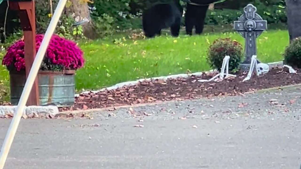 😂🐻 The CUTEST Bears Cubs' Swingset Adventure! | FunFM