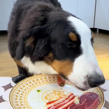 "A Dog's Mealtime Moments: Sweet and Funny"