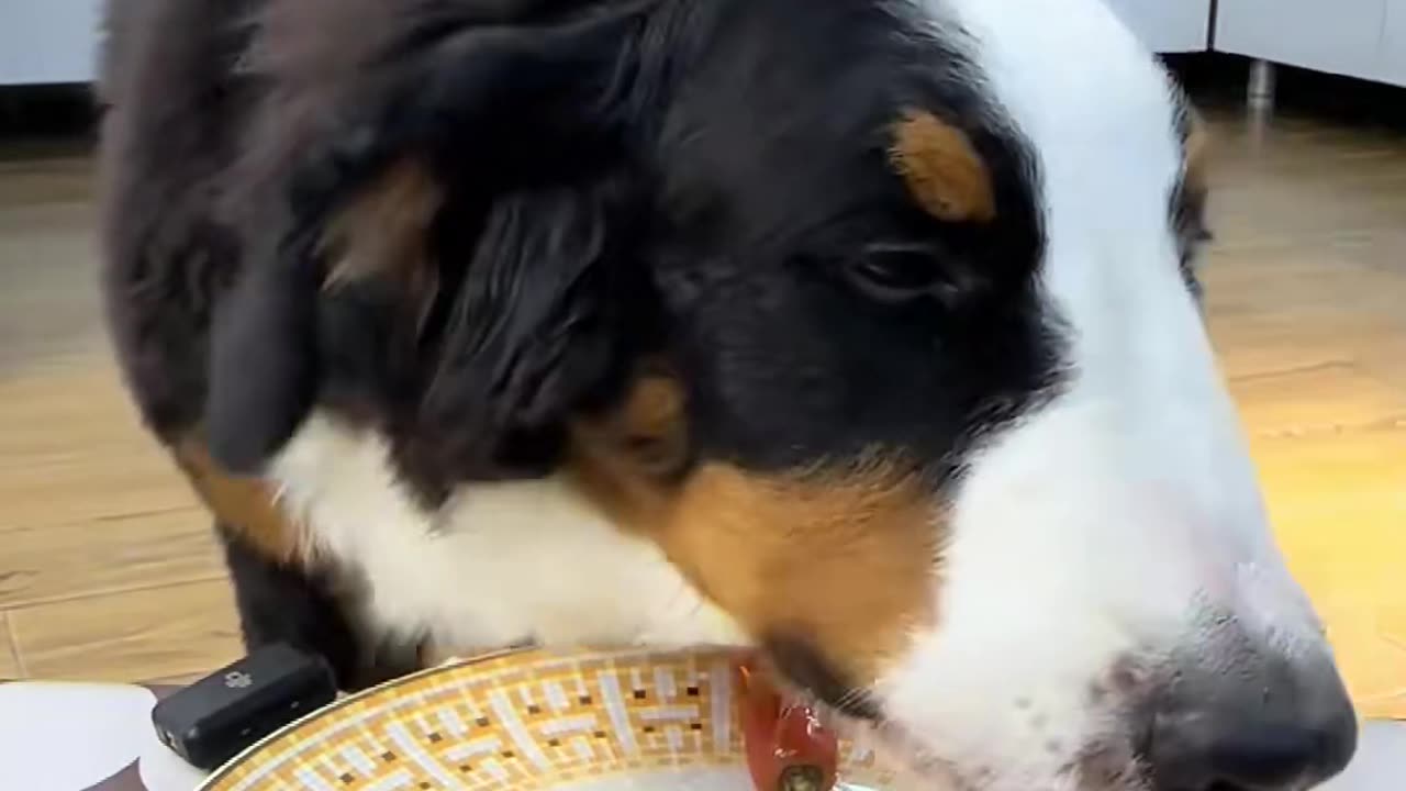 "A Dog's Mealtime Moments: Sweet and Funny"