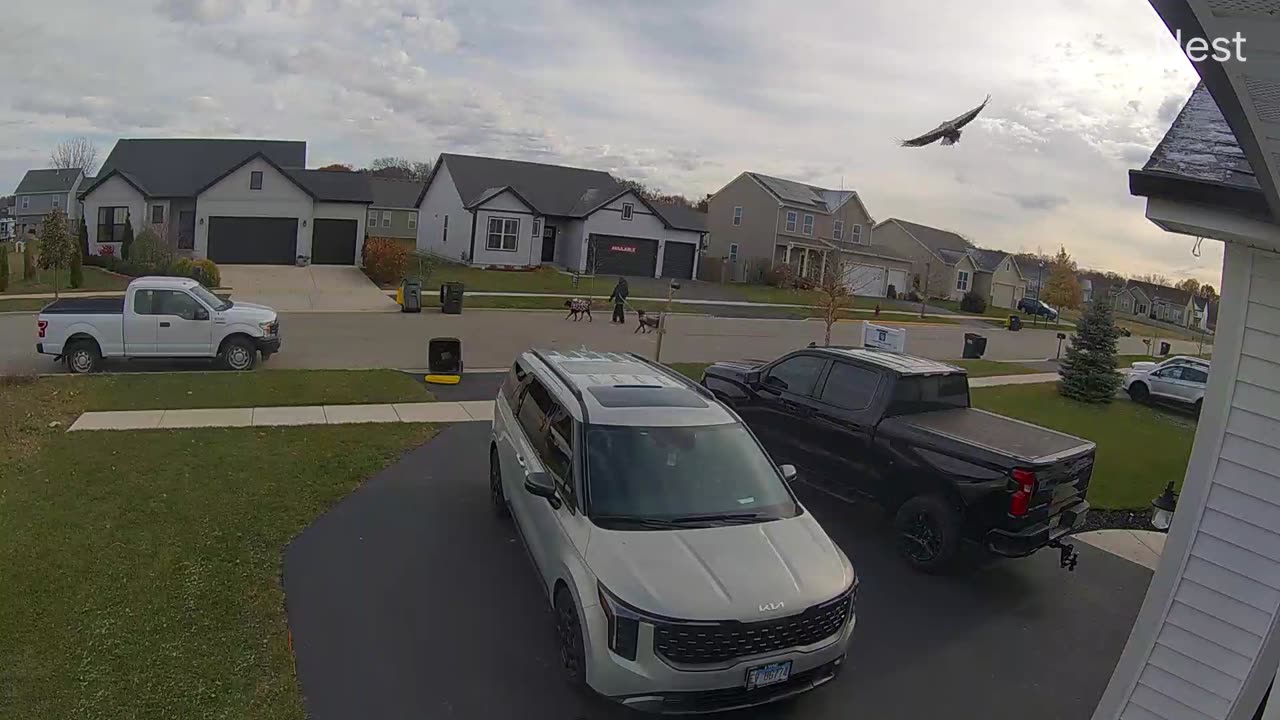 Bald Eagle Delivers Bunny