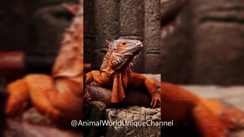 Orange Iguana | Iguana Laranja