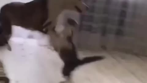 These Cats Are the Masters of Mischief