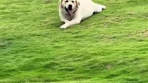 Every dog finds its joy…what about ours ❤️😇🥹