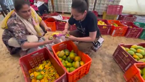 India’s Most Advanced Mango Juice Making Process 😱🥭 | Street Food