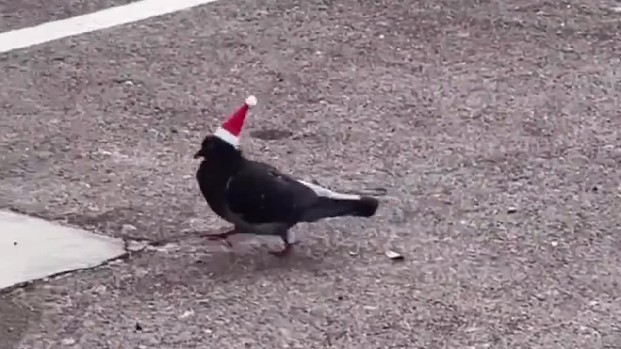 Merry Pigeon