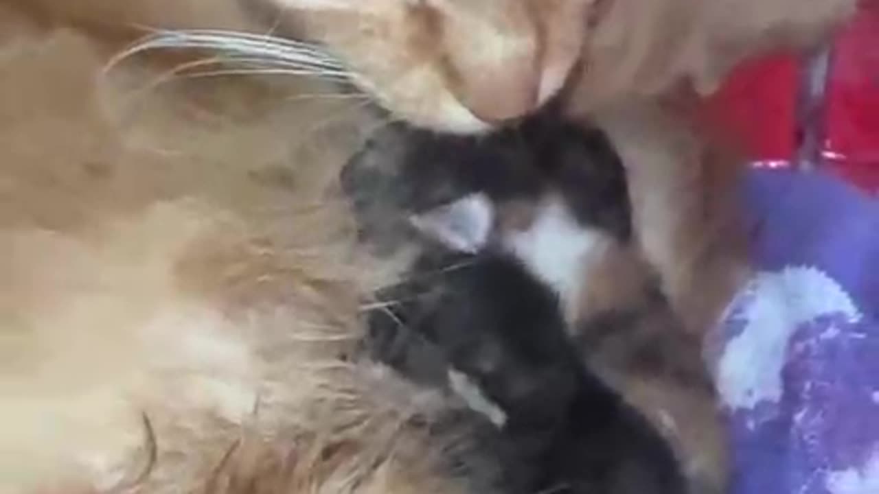 Newly Born Kitten babies