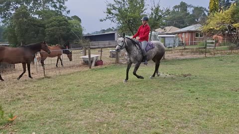 Day 2 .A in a bareback pad