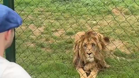 🤯🎶 Man Creates Music For Lion – You Won't Believe The Result! | FeedMyCuriosity