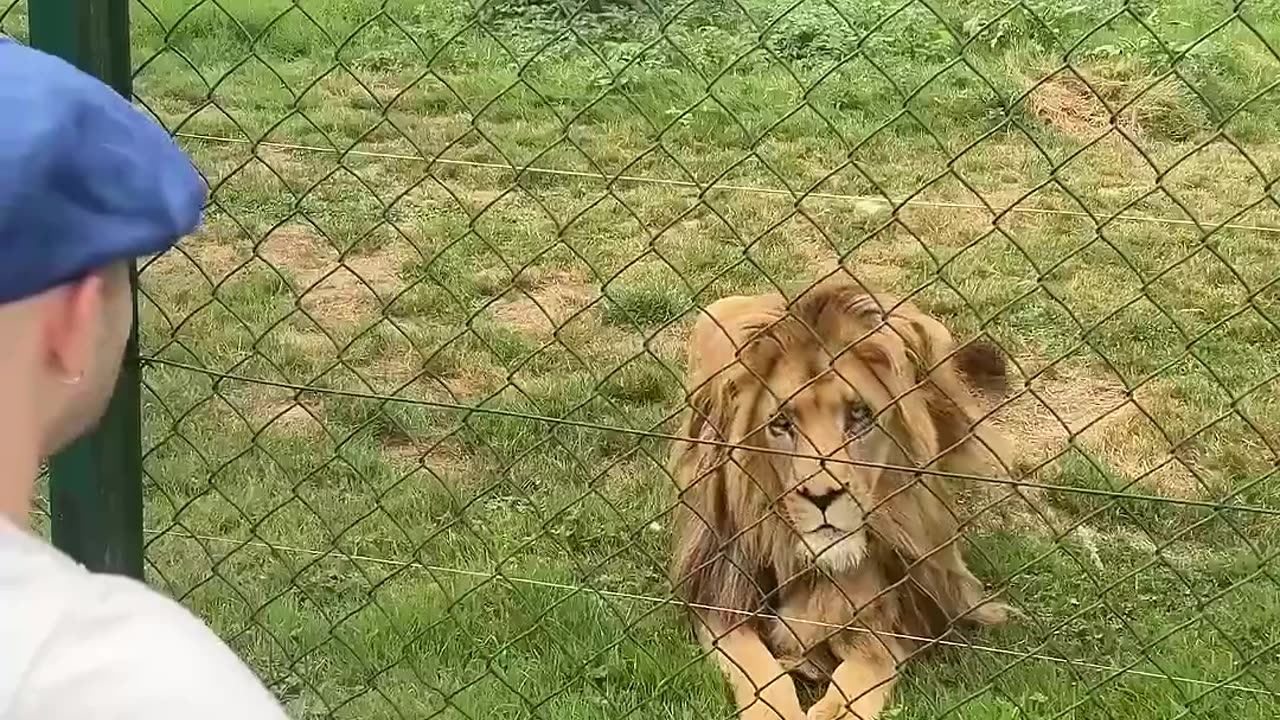 🤯🎶 Man Creates Music For Lion – You Won't Believe The Result! | FeedMyCuriosity