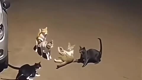 funny videos
