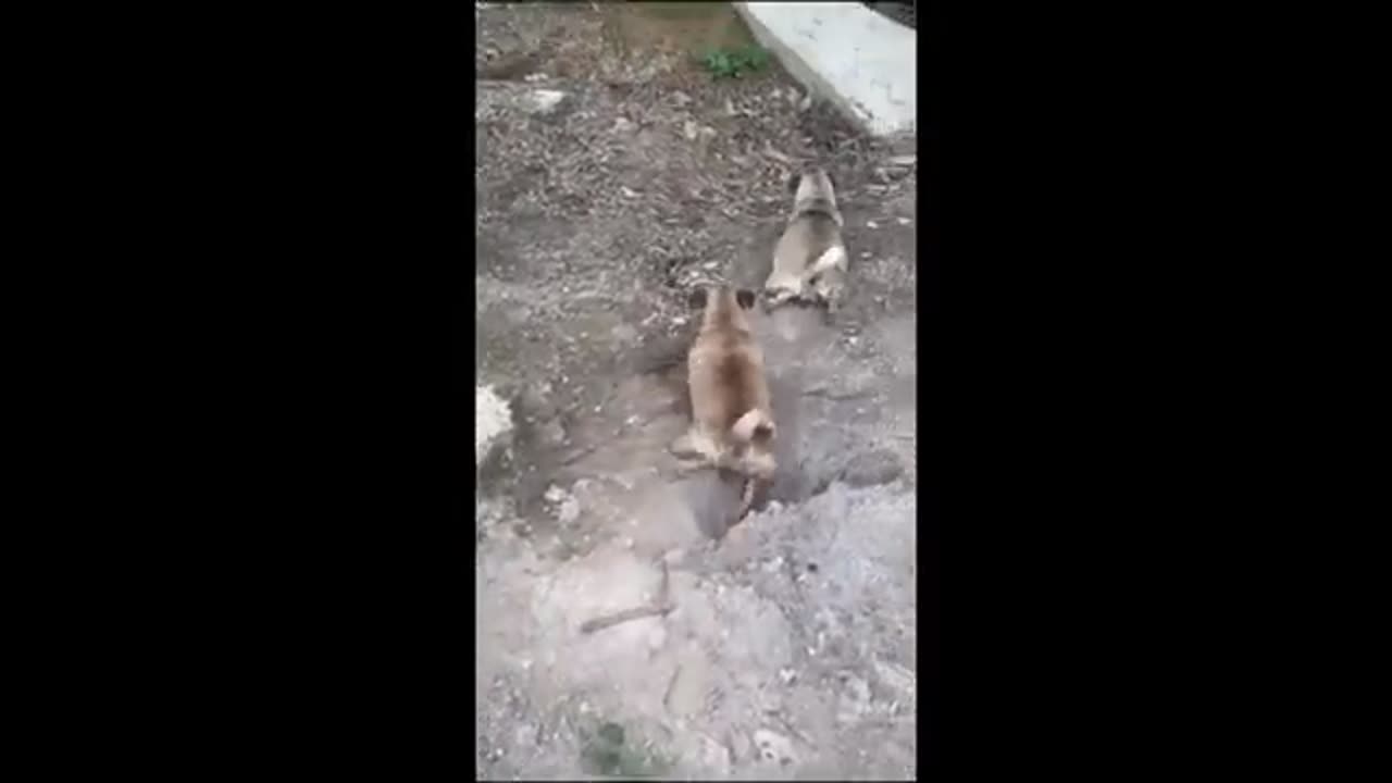 funny animals